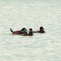 Ruddy Duck