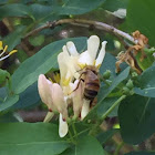 Western Honey Bee