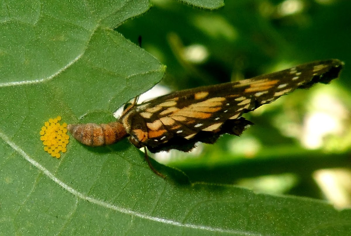 Chlosyne lacinia saundersi