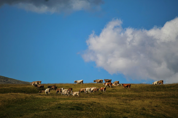 Pascolando  di giacomo_torresin