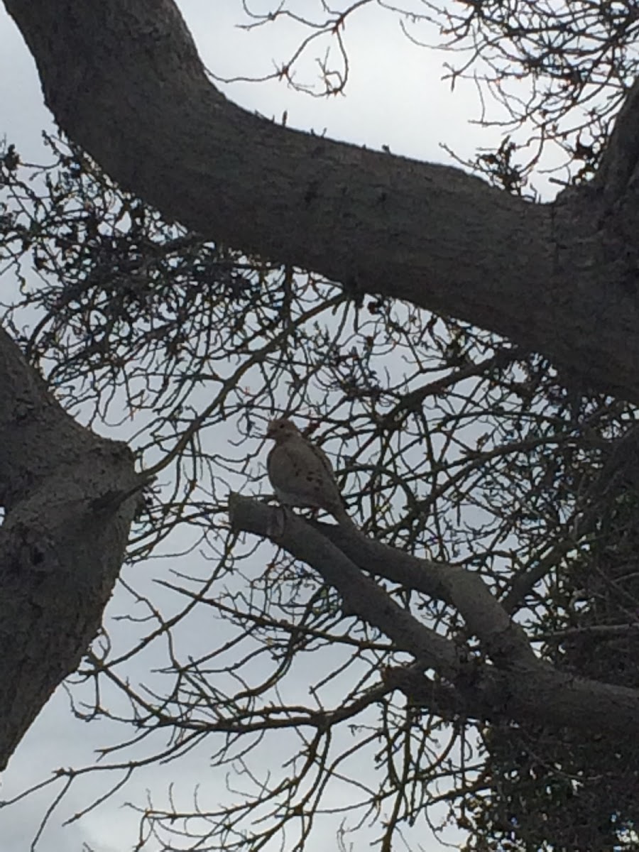 Mourning Dove