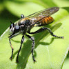 orange robber fly