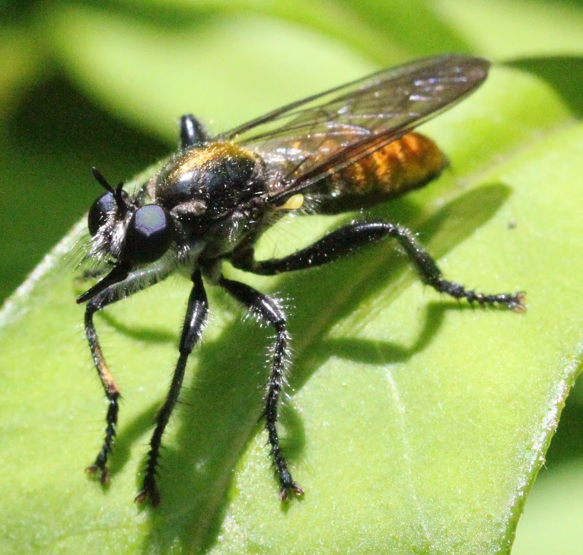 orange robber fly