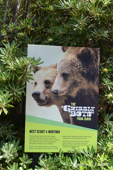 San Diego Zoo, grizzly boys