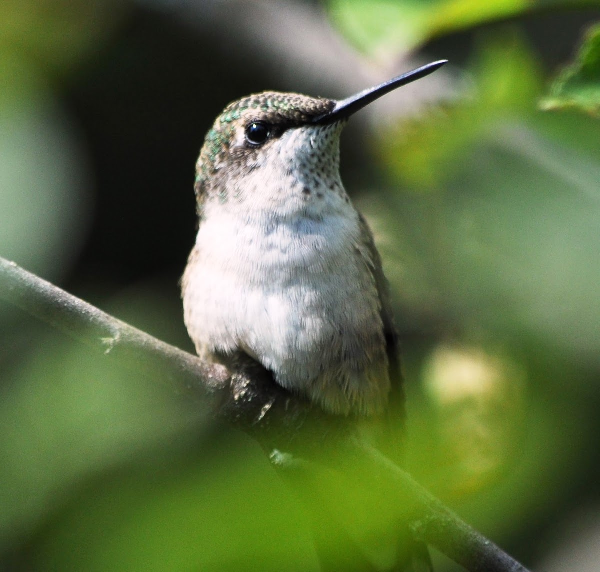 Ruby-throated Hummingbird