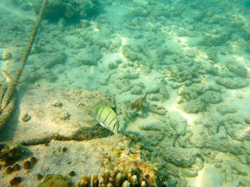 Underwater in The Maldives 2014