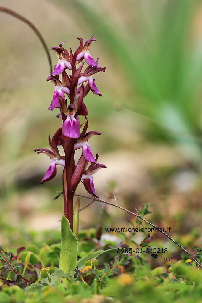 Anacamptis collina