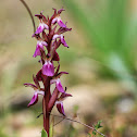 Anacamptis collina