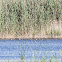 Red-crested Pochard; Pato Colorado