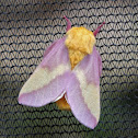 Rosy Maple Moth