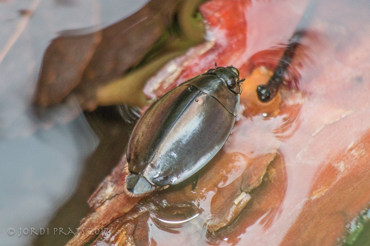 Whirligig beetle