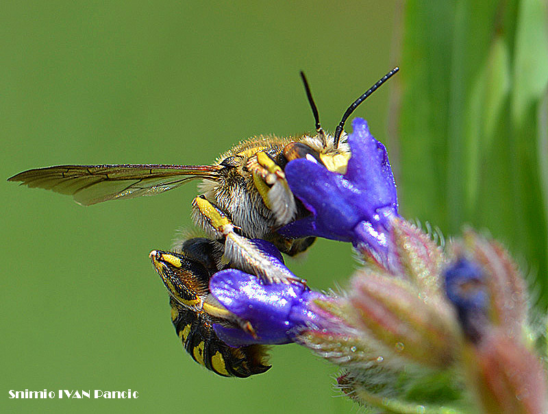 European Wool Carder Bee