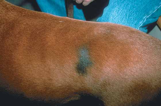 Alopecia e hiperpigmentación en área del flanco de un macho Boxer castrado de 6 años de edad con displasia folicular cíclica