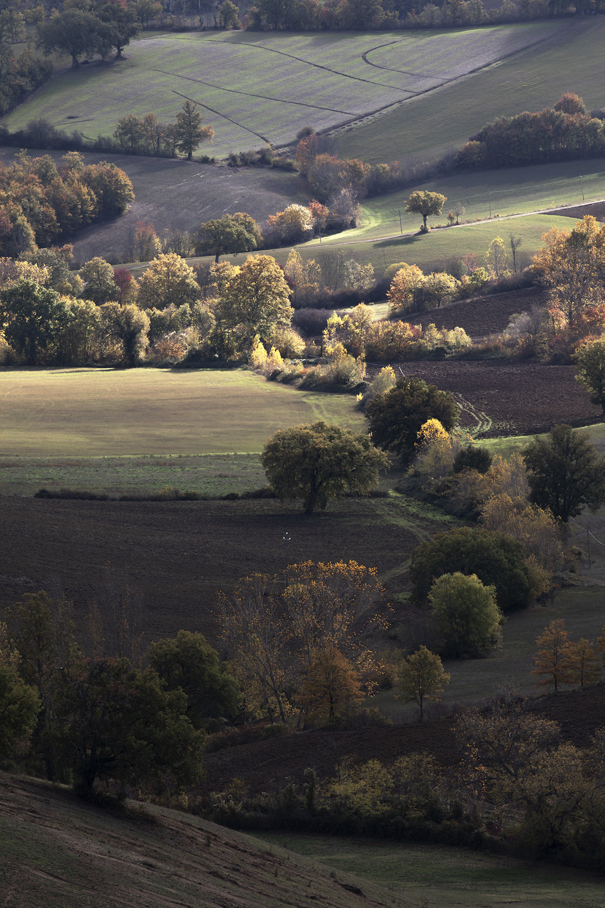 ….tavolozze di colori…. di stefanogaleotti