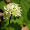 Baneberry?