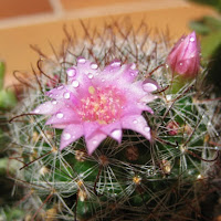 Il fiore del cactus di 