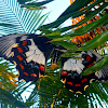 Orchard Swallowtail Butterfly