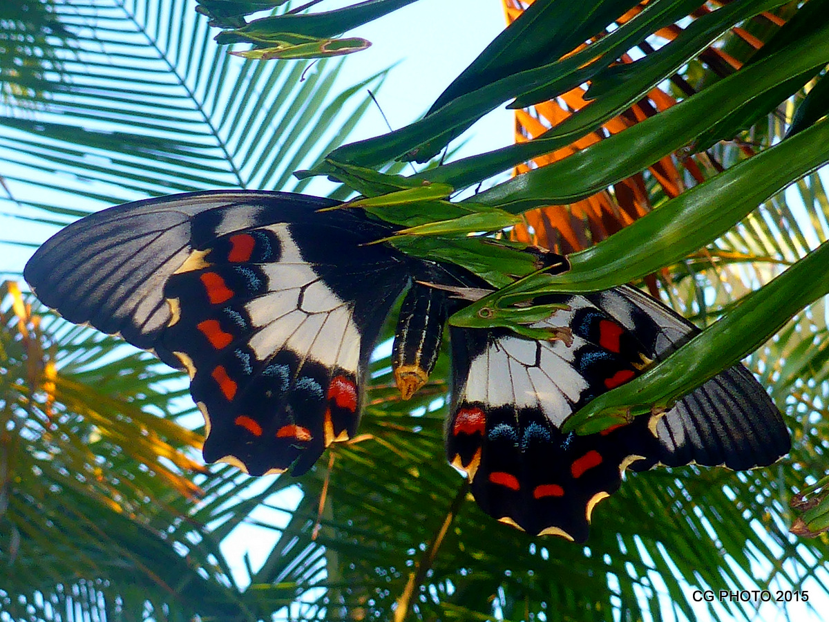 Orchard Swallowtail Butterfly