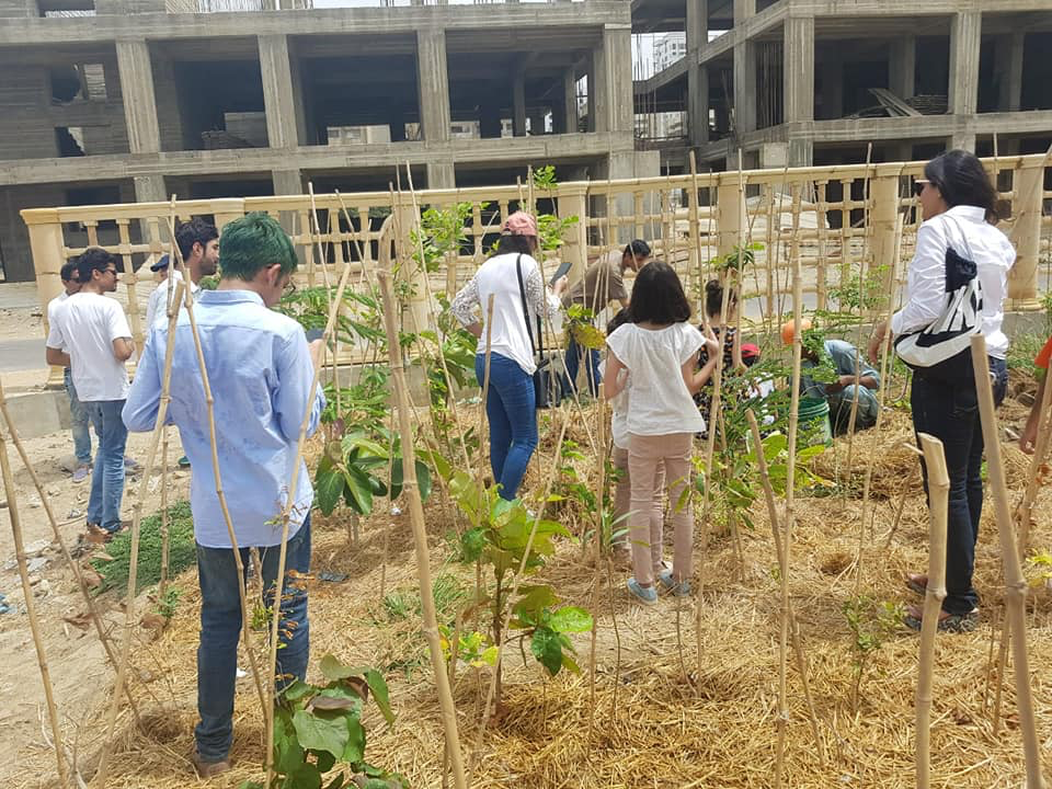 urban forest plantation drive