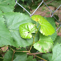 Grape vine