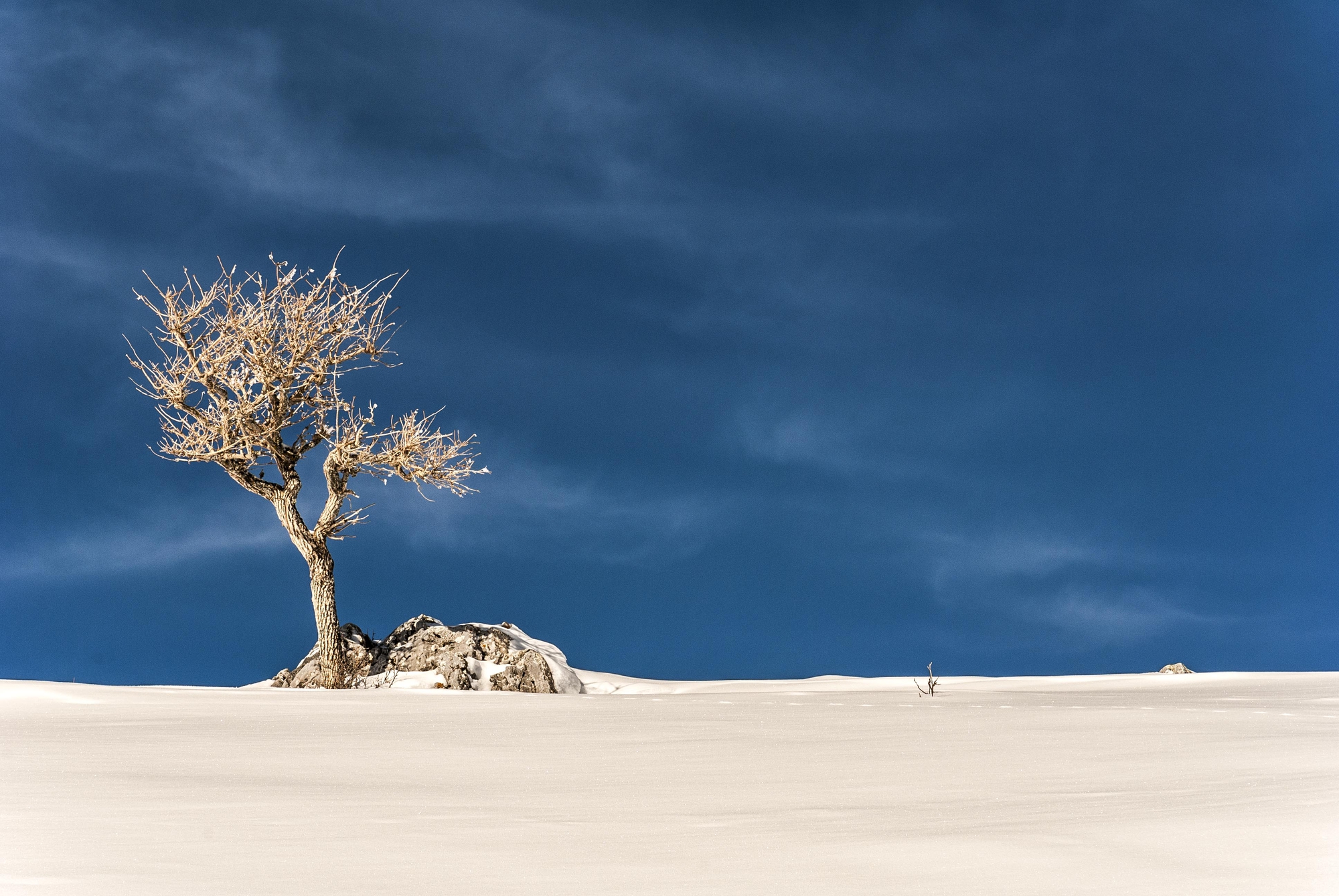 ALBERO: l’esplosione lentissima di un seme. Bruno Munari di Viola1