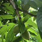 Peach tree