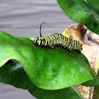 monarch caterpillar