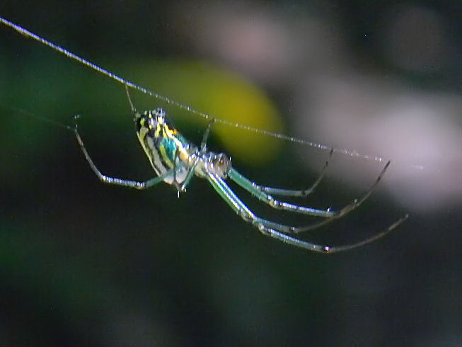 orchard orb weaver