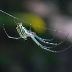 orchard orb weaver