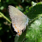 Ilex Hairstreak