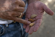 California farms that supply 80% of the world’s almonds are shrinking for the first time in more than a quarter century as the state’s historic drought leads farmers to abandon orchards or forgo new plantings altogether.