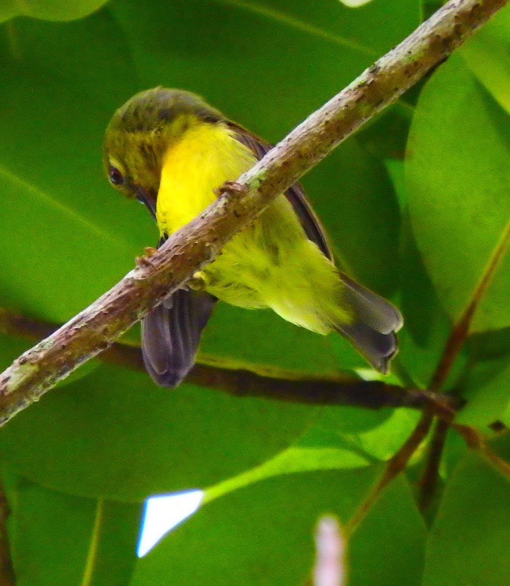 Brown-Throated Sunbird female