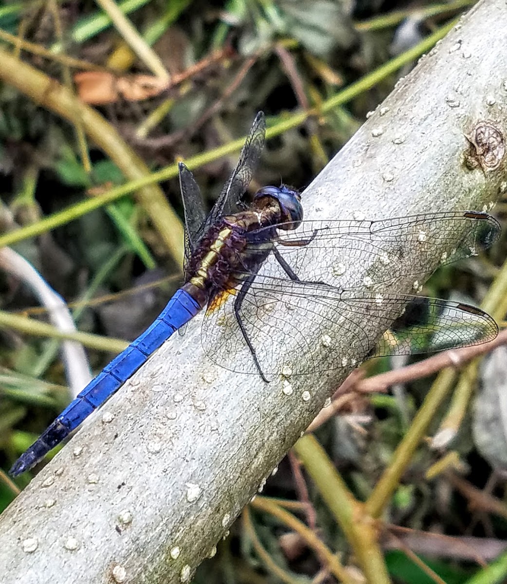 Blue marsh hawk