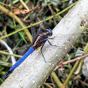 Blue marsh hawk