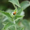 Lady Beetle