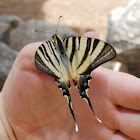 Scarce Swallowtail