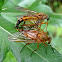 Marsh Snipefly