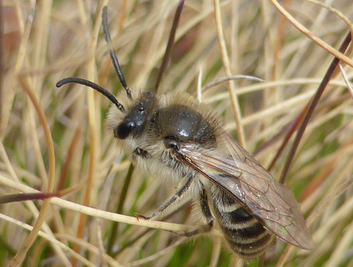 Unequal Cellophane Bee