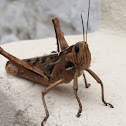 Garden Locust