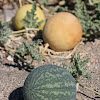 Bitter Gourd ~ Desert Melon