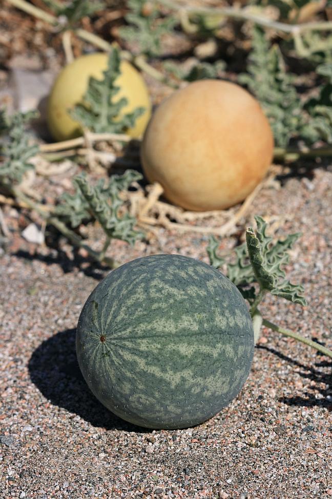 Bitter Gourd ~ Desert Melon