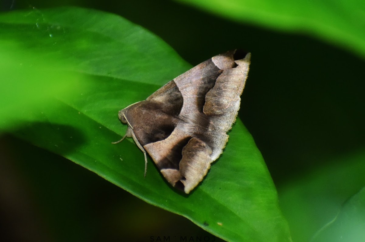 Owlet Moth