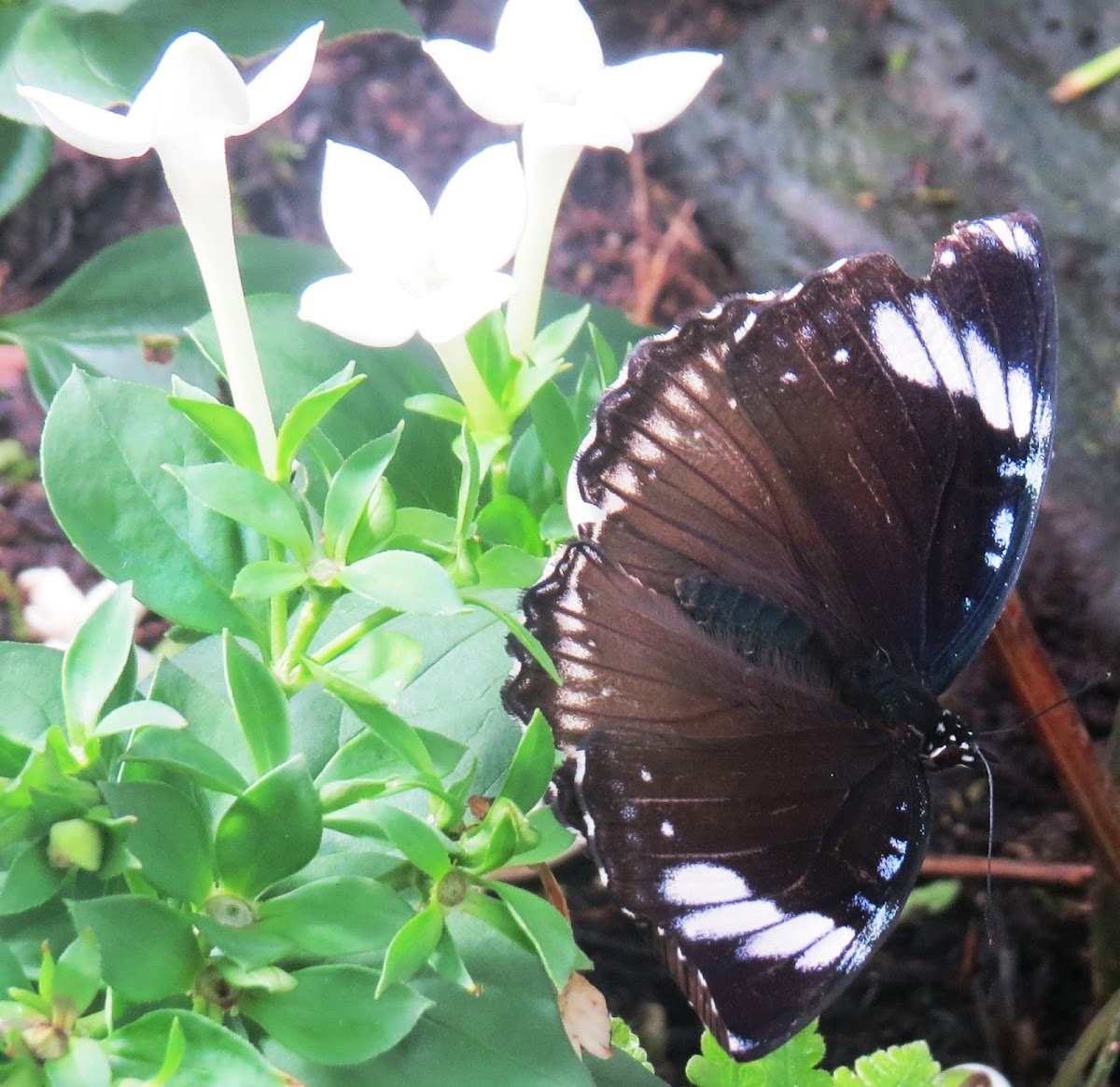 Diadem Butterfly (female)