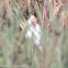 Cattle Egret; Garcilla Bueyera