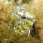 Sphinx blenny. Dormilaga