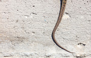 A man is in hospital after biting a snake that bit him first. File photo.