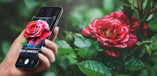 Plant Lens Plant Flower Identification Apps Bei Google Play