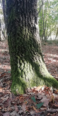 Il mio bosco..... di Nikaele