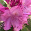 Rhododendron