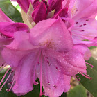 Rhododendron